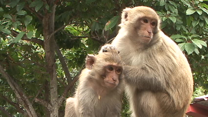 small monkey receiving an 'insect physical' from larger monkey