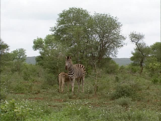 Burchell's Zebra (Equus quagga burchellii) or Bontsebra mare with foal in Kruger National park, South Africa. Although they all look alike no zebra is the same, each zebra has a unique pattern.