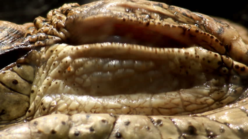 Big Crocodile Eye macro 