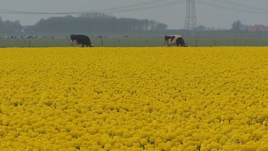 Yellow tulip field with Holstein-Friesian dairy cattle in background.
