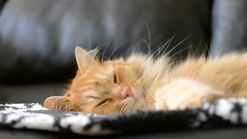 Ginger cat sleeps