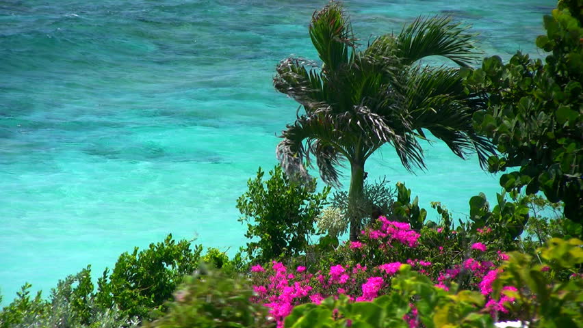 A palm tree and flowers by the clear blue waters of the Caribbean blowing in the breeze