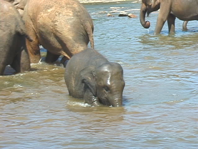 baby elephant in river in Sri lanka