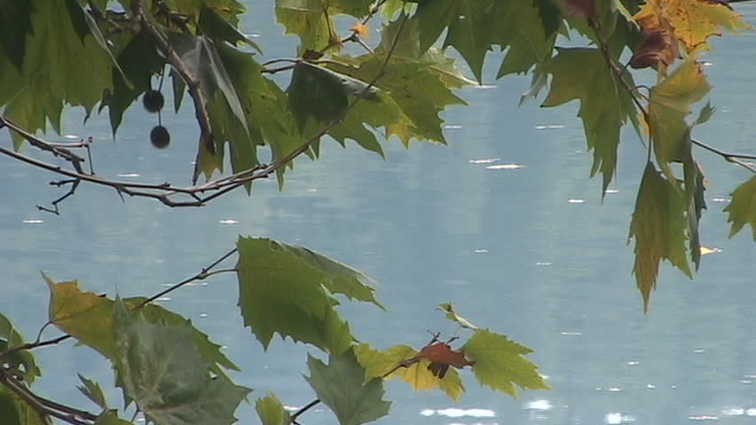 easy moving lake water viewed through leaves