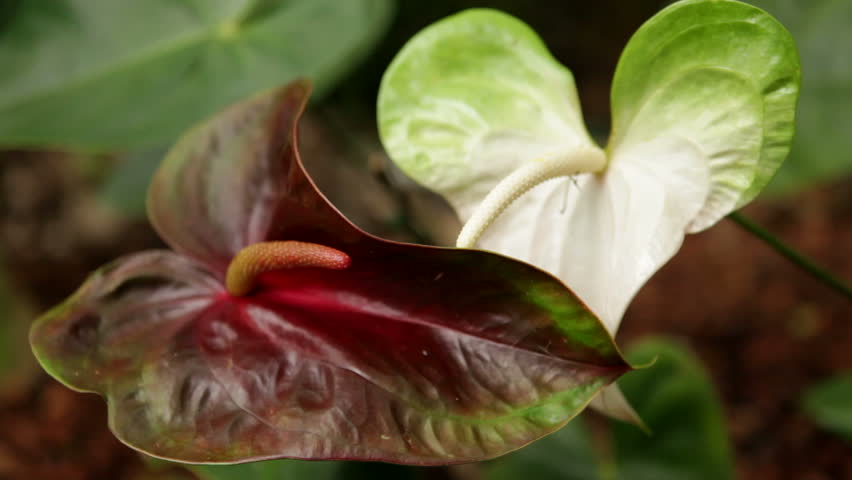 Anthurium flowers, with their heart-shaped leaves, blowing in the breeze in the Hawaiian jungle. Member of the arum family (Araceae). Also known as "flamingo flower" or "boy flower".