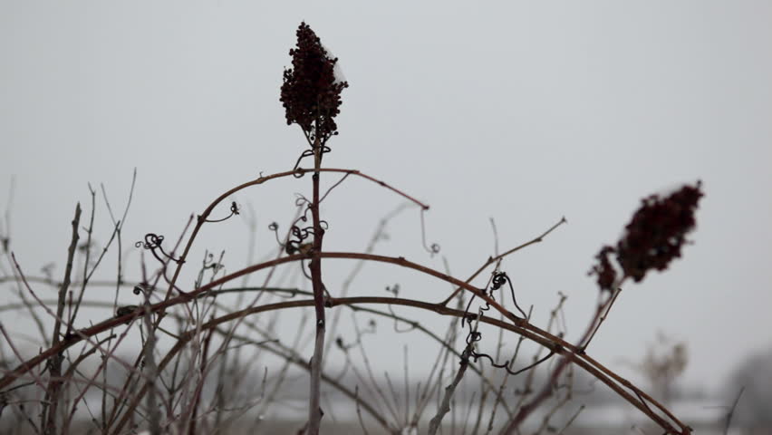 Dry seed clusters of smooth sumac (Rhus glabra) silhouetted with icy snow on it, and gently falling snowflakes blowing past. Slight slow motion (shot at 30fps and conformed to 24fps for 80% speed)