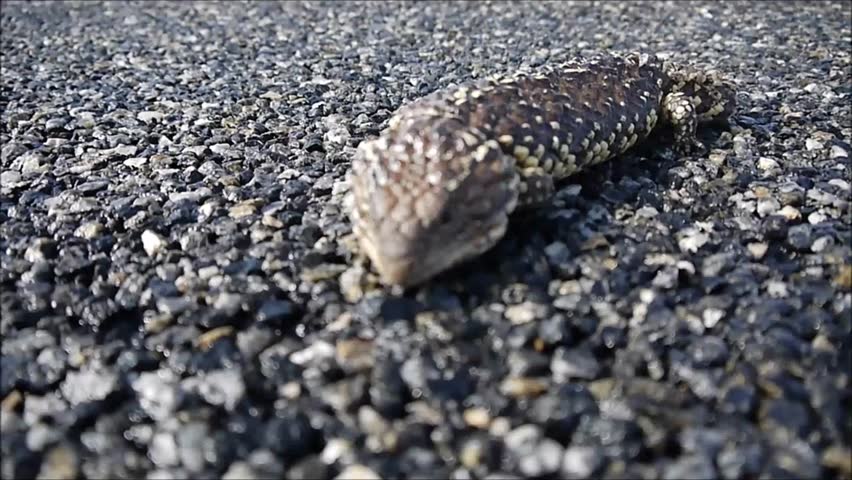 shingle back lizard in the Outback of Australia