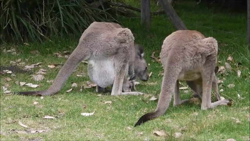 Wallabies at a National Park in New South Wales/Australia