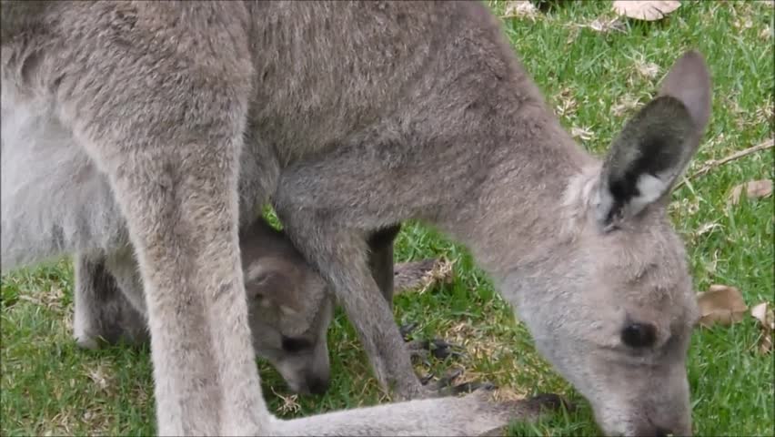 Wallabies at a National Park in New South Wales/Australia