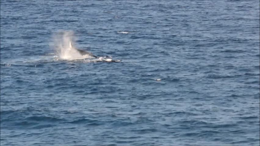 Humpback whales at Gold Coast in Queensland, Australia
