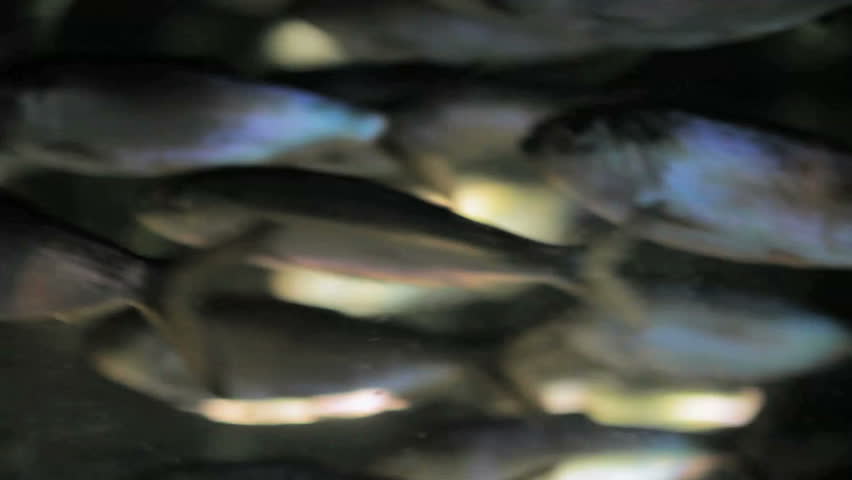 School of silver fish swimming in tank closeup