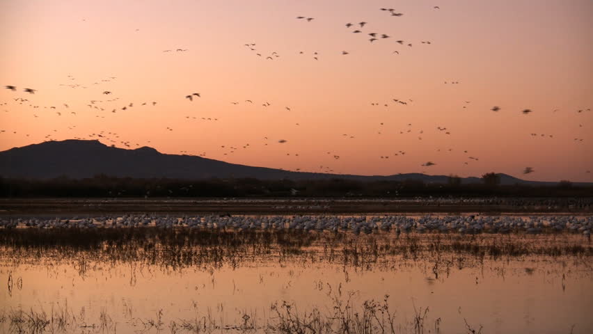Hundreds of sandhill cranes and snow geese fly in to a lake in the morning. Taken at Bosque del Apache National Wildlife Refuge, New Mexico, USA.