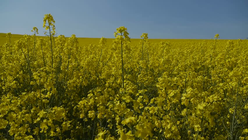 Yellow oilseed rape field. Alternative energy. 