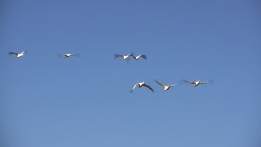 Close-up of snow geese flying.