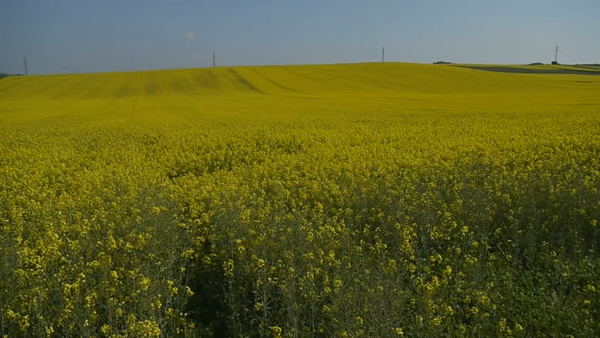 Yellow oilseed rape field. Alternative energy. 
