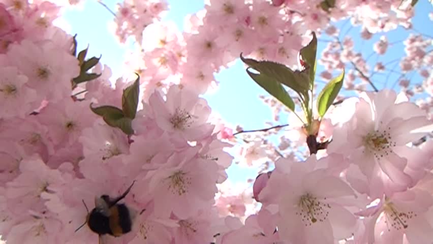 Flight of the Bumblebee in slow motion in flowers.
