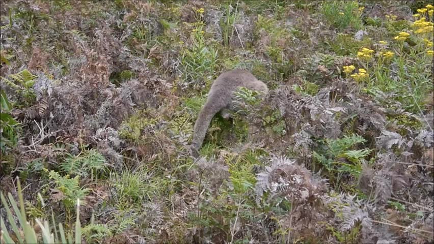 Australian wallaby