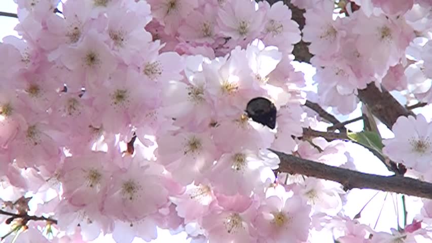 Bee in the flowers garden. Harvesting nectar. Bumblebee in the flowers.