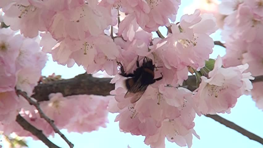 Bee in the flowers garden. Harvesting nectar. Bumblebee in the flowers.