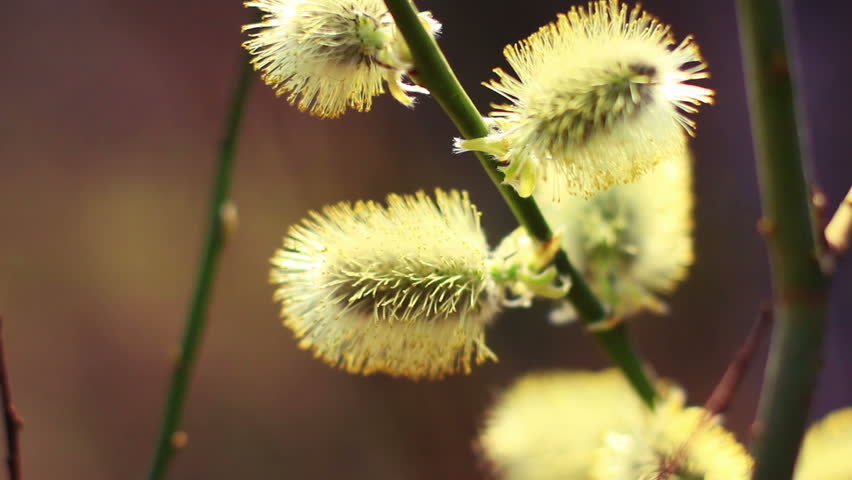 Willow buds, macro shot.