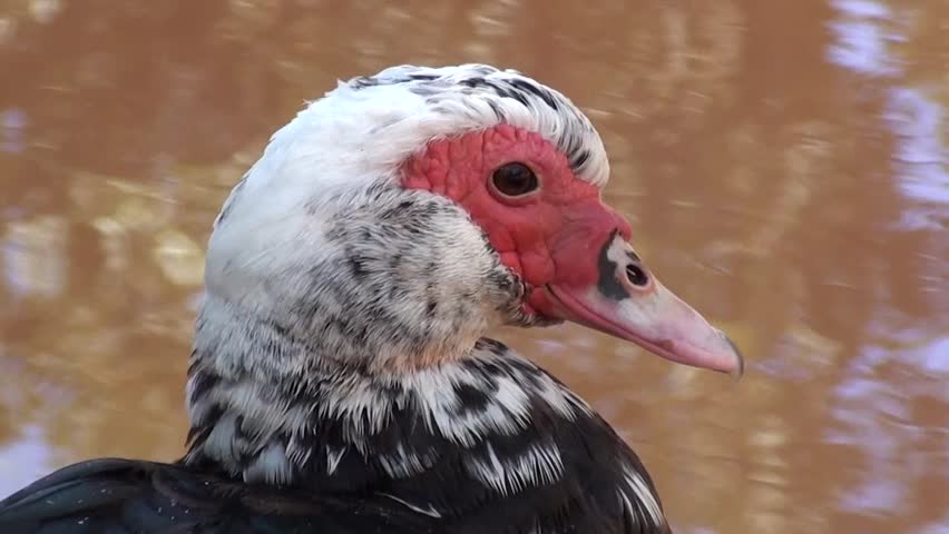Mallard near water, head close up 