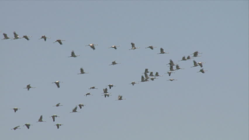 Cranes above the Hula valley, Upper Galilee