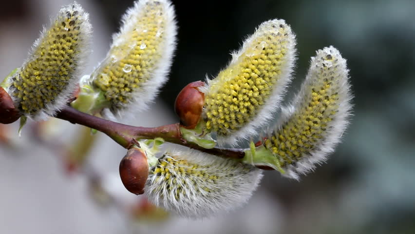 Beauty twig of pussy-willow