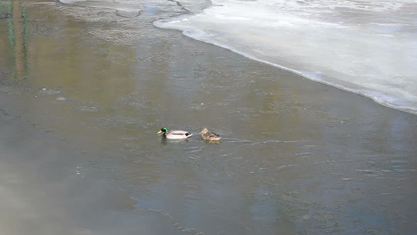 couple of male and female mallard duck bird (anas platyrhynchos) swim in winter river water.