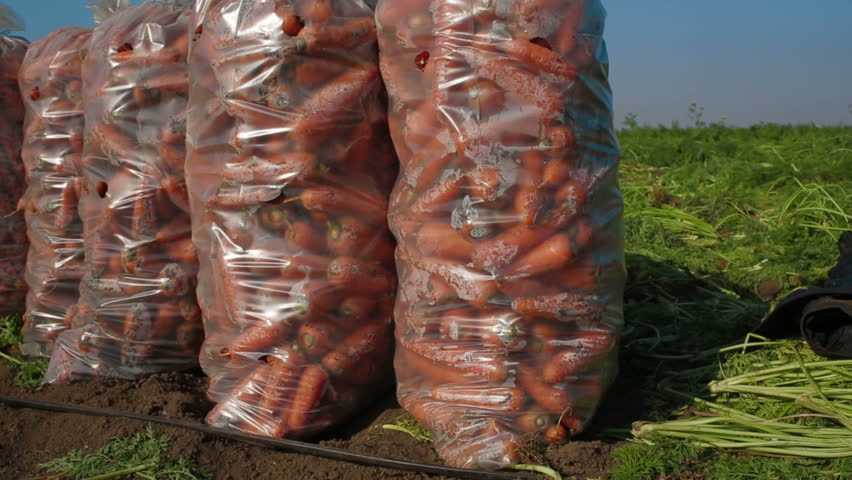 Shot from sacks full of carrots moves up to the whole field.