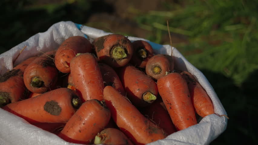 Dolly shot of sacks full of fresh carrots. Close-up.