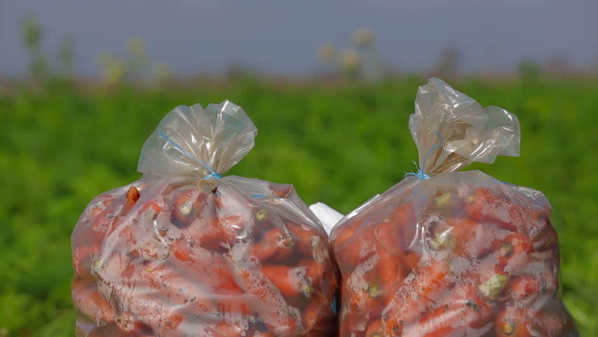 Worker is putting carrots from bucket into a sack.