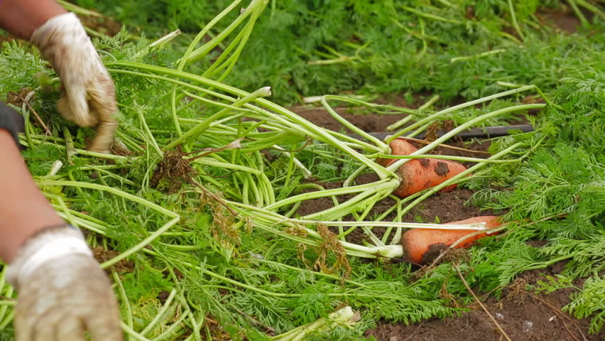 Harvest of carrots. Field works.