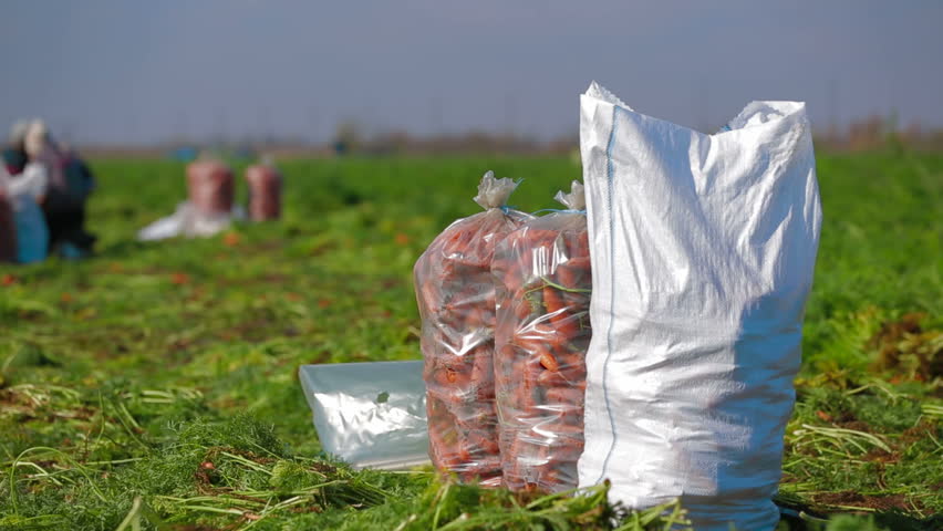 Shot of field with workers and sacks of carrot.