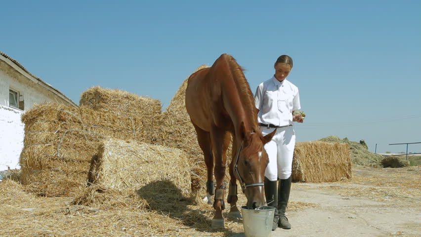Stallion is drinking from bucket, jockey is holding it by bridles.
