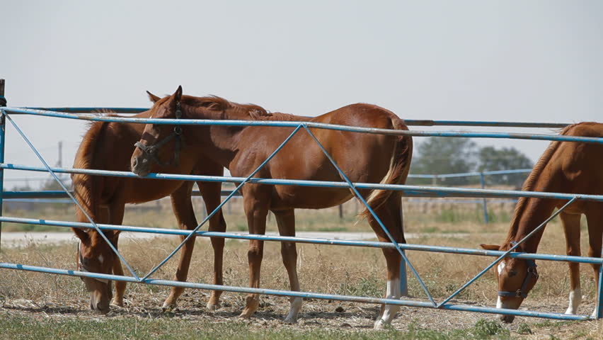 Young stallions are on the pasture.