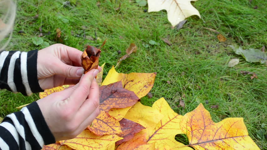 fast speed up of scene woman hands make decor flower from beautiful autumn tree leaves.