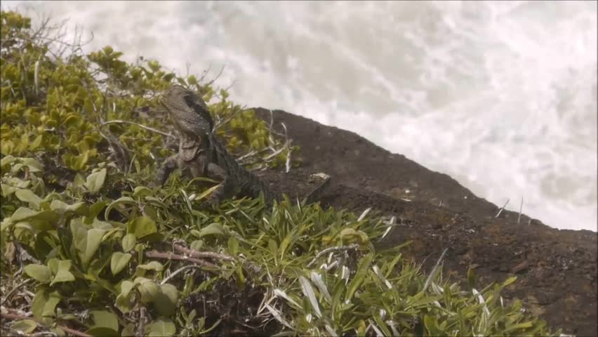 australian water dragon sitting on cliffs at the Gold Coast in Queensland, Australia
