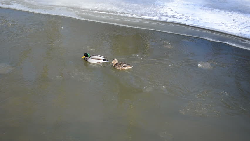 couple of male and female mallard duck birds (anas platyrhynchos) swim in winter river water.