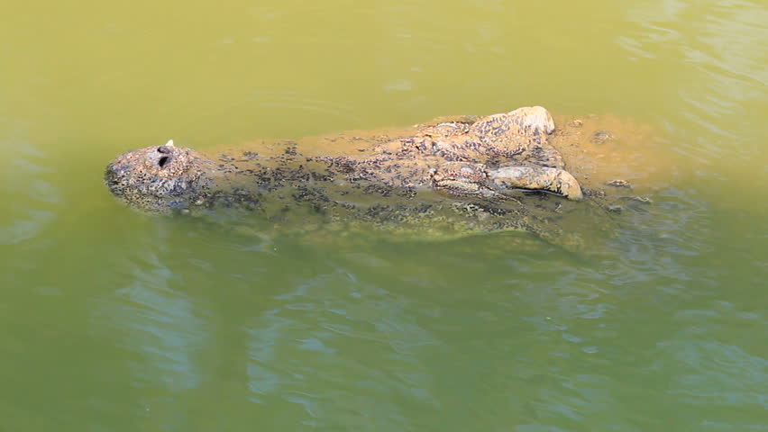 crocodile 