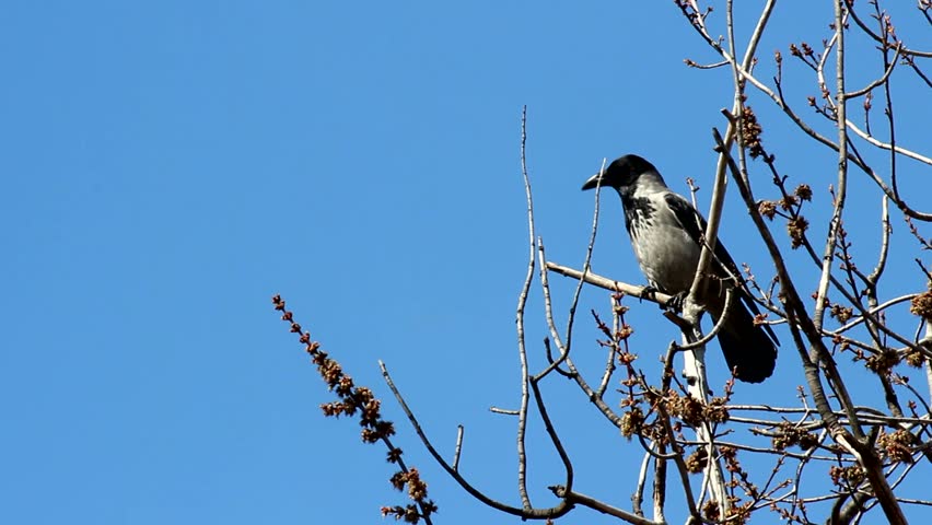 Crow (Corvus cornix ) sitting on tree branch