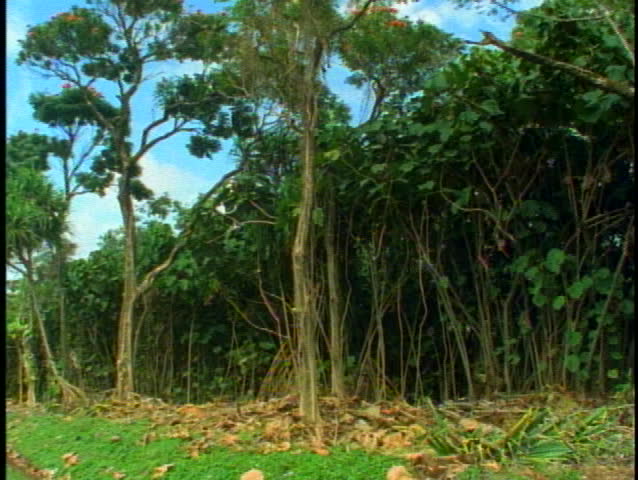 Deforesting rain forest, felled trees