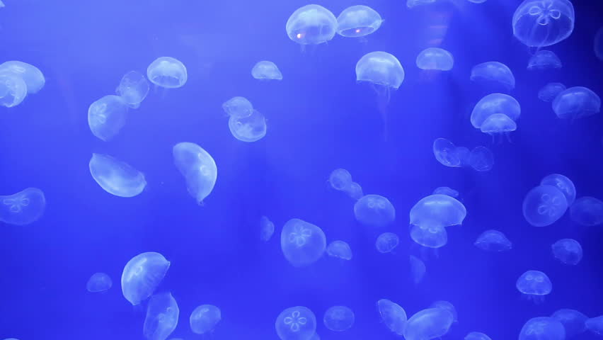 jellyfish medusa underwater video 1080p