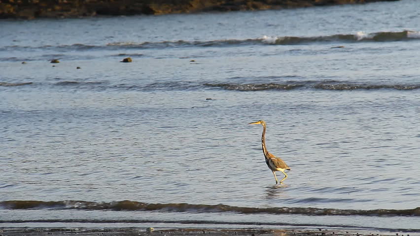 Heron Costa Rica 1. A large Heron fishing along the gulf of Papagayo in Costa Rica at dawn.