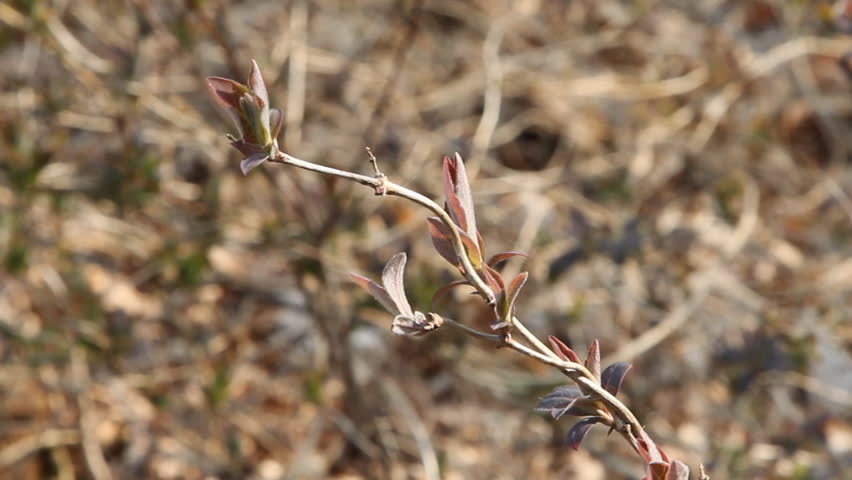 Leaves budding from a shrub, waving in the wind. Sign of early spring, plant development is a few weeks later this year due to extreme cold. 