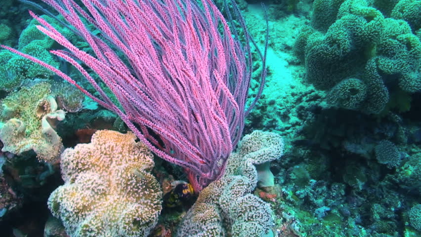 Soft coral, Papua New Guinea, Milne Bay