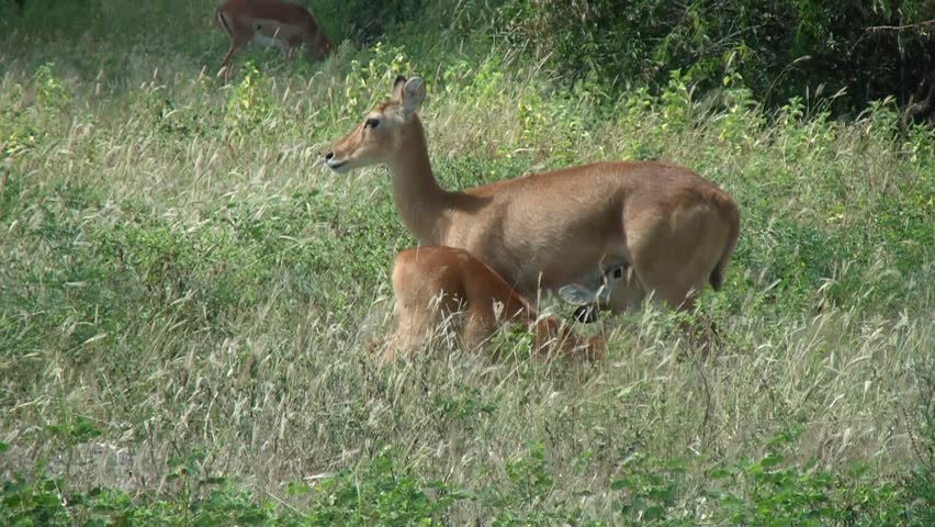 Breast-feeding of young impala antelope,Chobe,Botswana