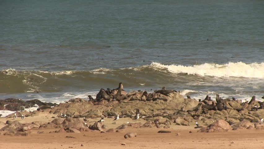 Waves and seal colony