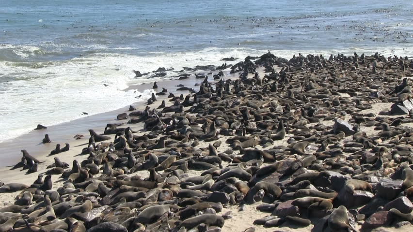 Huge colony of seals