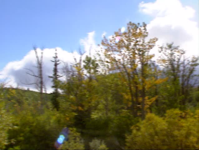 pan, autumn,season, yellow,gold,aspen,forest, wood,deciduous,tree,  blue sky,cloud,