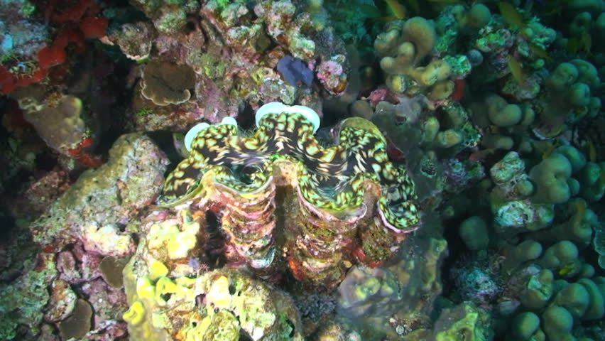 Giant clam, Tridacna species, Papua New Guinea, Milne Bay 